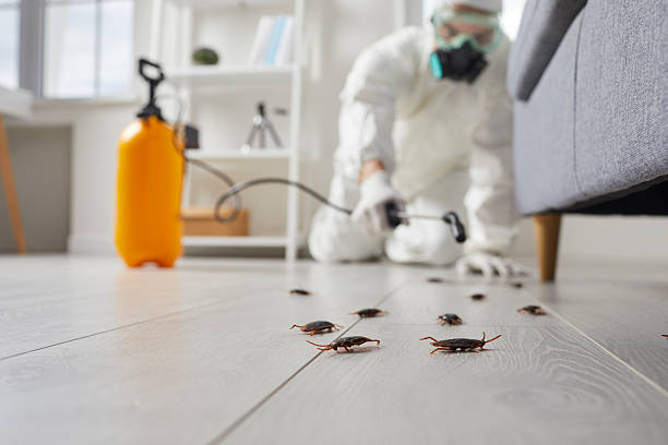 Commercial Kitchen Cockroach Control in Hermantown
